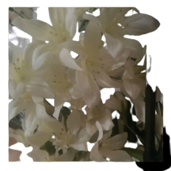 Meet your Posher, Lilli - Picture 2 of 2